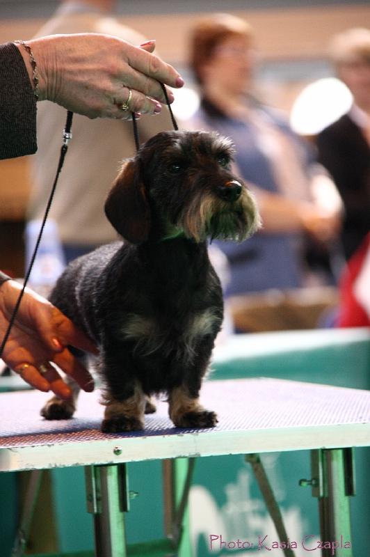 Crufts2011_2 1039.jpg